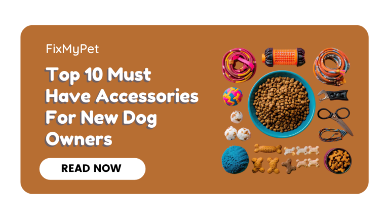 Top 10 Must Have Accessories For New Dog Owners