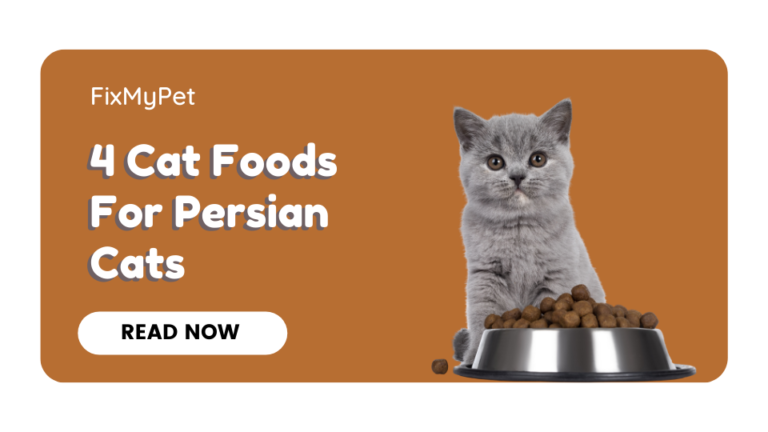 4 Cat Foods For Persian Cats