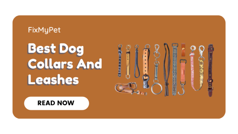 Best Dog Collars And Leashes