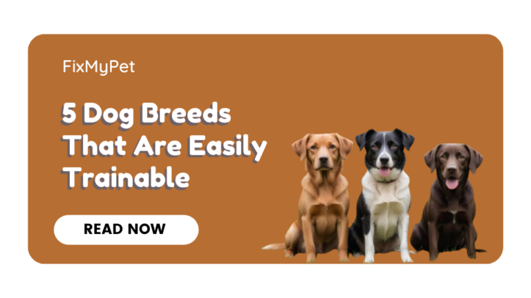 5 Dog Breeds That Are Easily Trainable