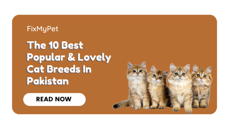 The 10 Best Popular & Lovely Cat Breeds In Pakistan