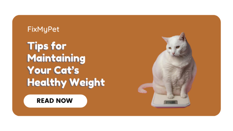 Tips for Maintaining Your Cat’s Healthy Weight