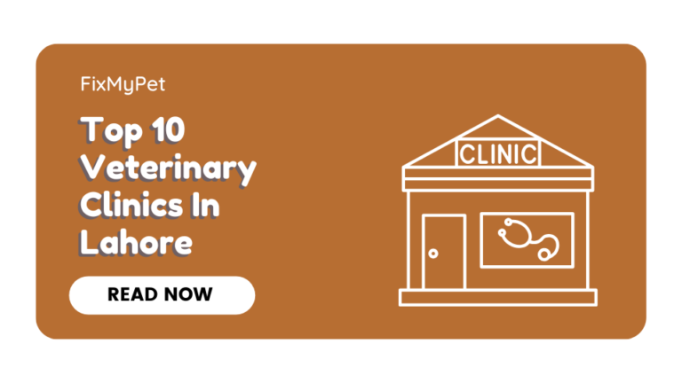 Top 10 Veterinary Clinics in Lahore